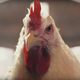 Illustration for article titled KFC’s ‘The Whole Chicken’ ad avoids investigation